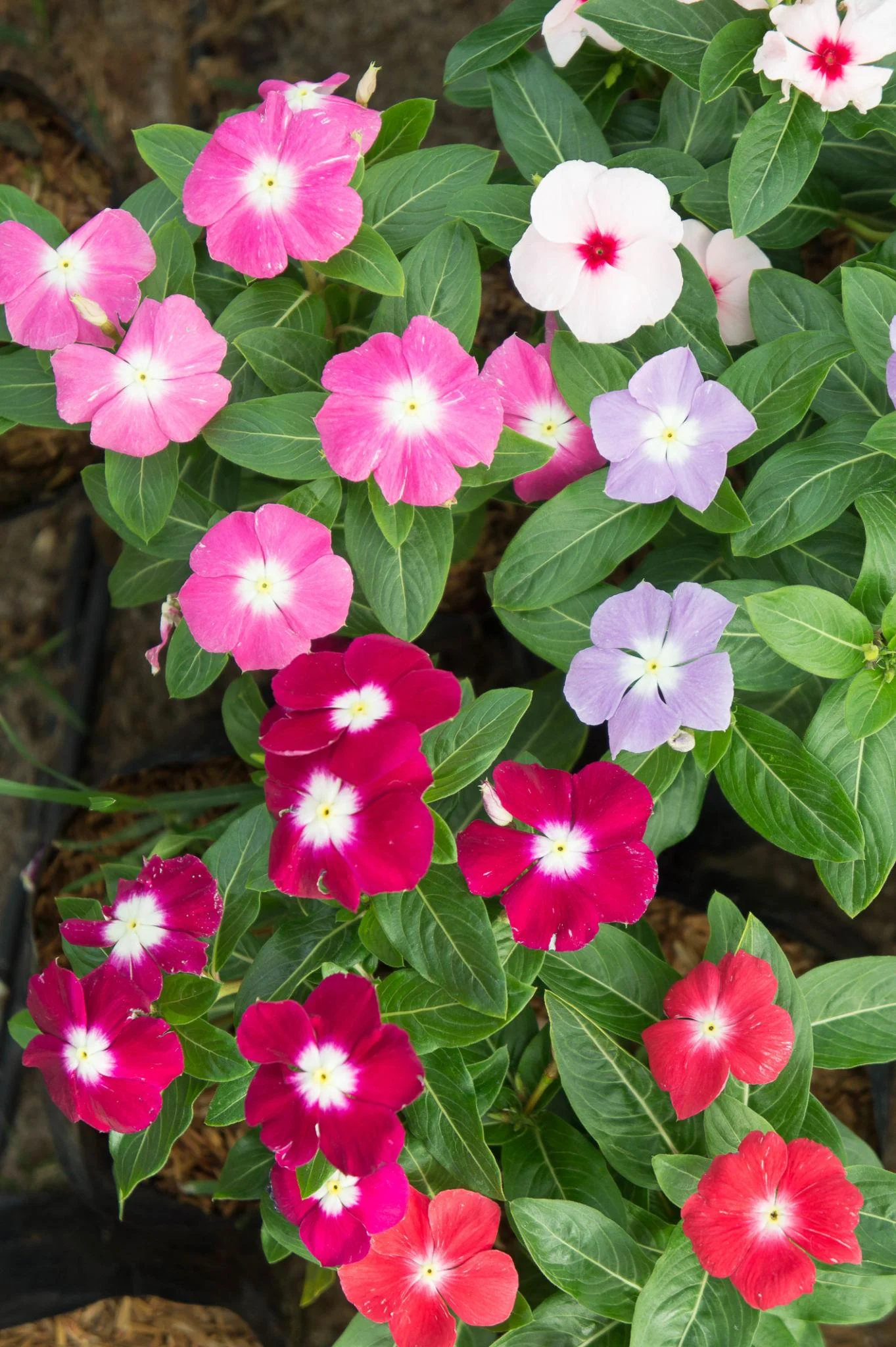 Vinca Rosea Periwinkle Catharanthus Roseus Nayan Tara. Multicolour Colour Flower Live Plant Thai Variety (pack Of 1).